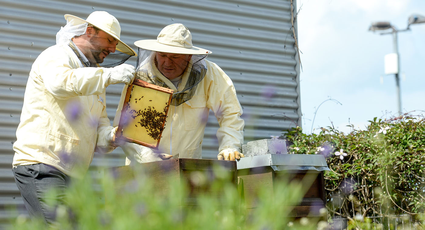 Bienenzuwachs