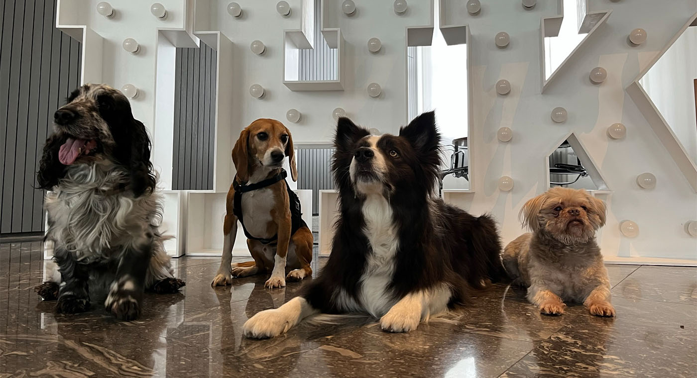 Vier Hunde vor dem IHK-Logo